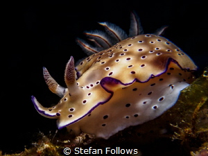 Rolling Stone ... ! Nudibranch - Hypselodoris tryon. Ang ... by Stefan Follows 